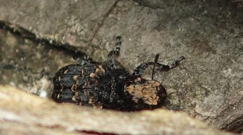 Réf. 320 314 : Platyrhinus resinosus